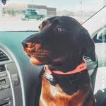 ELLIE MAE + PEANUT BUTTERS - @peanut._.butter._.and._.ellie - Instagram
