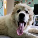 Maggie Mae Callahan - @snowbeastadventures - Instagram