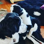 Cornelia Mae & Finnian Cantrell - @cornthedog_and_finnyman - Instagram