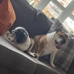 Dracey mae cartwright - @darcey_mae_11 - Instagram