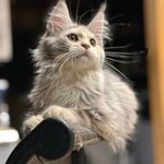 Case Mae - @mae_case - Instagram