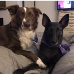 Fanny Mae And Chester - @fannyandchet - Instagram