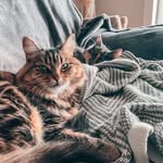 Maezy + Luna | Cats - @maezyluna - Instagram