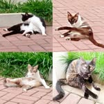 profJucia (mãe de 3 dogs e 4 cats +++)❤️🐾🐈 - @profjucia - Instagram