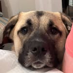 Greta-Mae Cobb - @greta_mae_the_tiny_tolian - Instagram