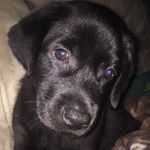Cody Mae☺️ - @cody_mae_lab - Instagram