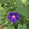 Cody Mae Robo - @codymae24 - TikTok