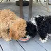 Sadie Mae and Cody 🛁 - @the2minibernedoodles - TikTok