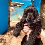 Mae 🐾 - @mae_colonna - Instagram