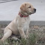 Dixie Mae Connelly - @dixietheduckdog - Instagram