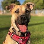 Mia Mae Conner - @missmiamaethedoggo - Instagram