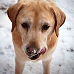 Daisy Mae Conroy 🐶 - @daisydogconroy - Instagram