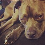 Charlie Mae & Cooper - @charliemae.and.cooper - Instagram