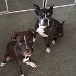 Missie Mae & Cooper - @missieandcooper - Instagram