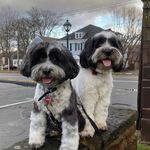 Sadie Mae & Cooper A - @sadie.and.coop - Instagram