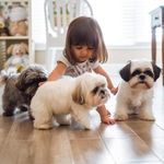 Mae Crook - @shihtzuh_puppies_available_ - Instagram
