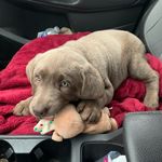 Luna Mae Crowe - @lunamae_the_lab - Instagram