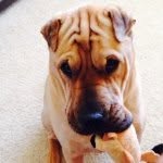 Mae Crum - @my_pets_inspire_me - Instagram