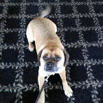 Daisy Mae Currie - @chief_puggle - Instagram