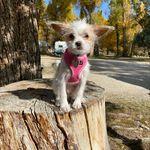 Sadie Mae - @the.sadie.mae.cutler - Instagram