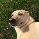 Maisy Mae Decker - @maisy_puppydog - Instagram