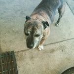 Hanna mae dodd - @jess_is_my_dog - Instagram