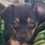 betty mae Donovan - @betty.mae.donovan.chihuahua - Instagram