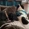 Dutton & Gracie Mae - @dutton_graciemae - TikTok