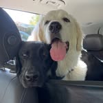 Sadie Mae & Duke Dutton - @the_slobopups - Instagram
