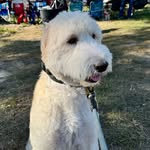 Daisy Mae Fuller - @daisyfarmdawg - Instagram
