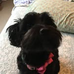 Mollie Mae Fuller 🐶 - @molliemaefuller - Instagram