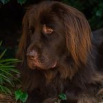 Hazel Mae Griffith 🐶 - @hazelmaegriffith - Instagram