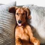 Maple Mae Hammond - @goldenlifeofmaple - Instagram