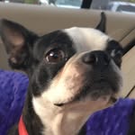 Maggie Mae Hendricks - @maggie.the.boston.terrier - Instagram