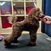 maehendrix4 - @maehendrix4 - TikTok