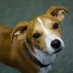 Daisy A&M Door Chief Exec Dog - @daisymaeherron - Instagram