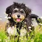 Harper Mae Hines - @harpermaethecavapoo - Instagram