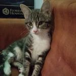 Gracie Mae Hopper - @hopperthekitty - Instagram