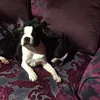 lilykpie101 - @lilymaehoyle101 - TikTok