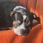 Zora Mae Hubbard 🐾 - @zoragram_ - Instagram