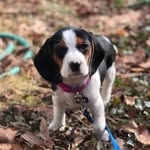 Luna Mae 🐾 - @luna.mae.hurley - Instagram