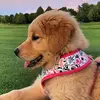 Golden Girlie - @maevejaeger - TikTok