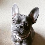 Ellie Mae Jenkins - @ellies_frenchie_life - Instagram