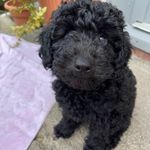 Izzy Mae Justice - @cockapoo_izzy_mae_justice - Instagram