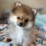 Lacy Mae - @lacymaepomeranian - Instagram