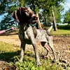 Sadie Mae Lamb - @sadiemae_thegsp - TikTok