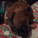 Cadie Mae Ledford - @cadiethedachshund - Instagram