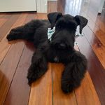 Winnie Mae Locke - @winnie_the_mini21 - Instagram