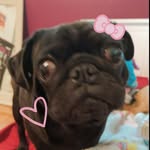 AnnaMae - @maemaes_muffins_ - Instagram