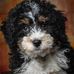 Mae Mae's Minis - Facebook